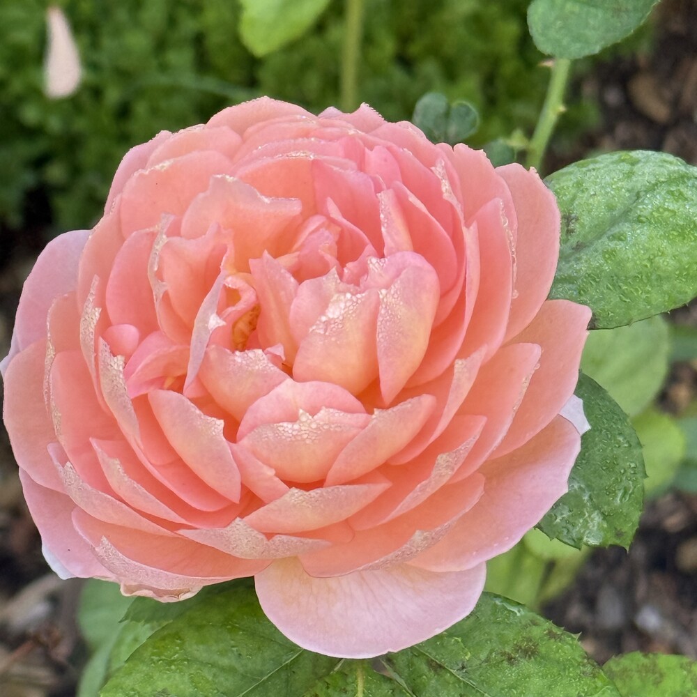 A rose from my garden this week, getting ready for fall.